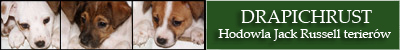 Hodowla Jack Russell Terrier